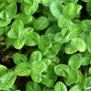 ijCG[oRp@itji_ji10{j