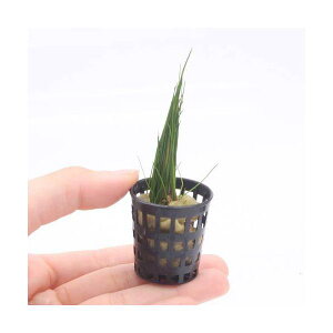 ij~j|bg@wA[OXV[gitji_ji3|bgj