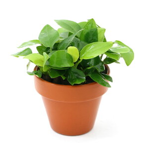 (水草)素焼き鉢 アヌビアスナナ ゴールデン(水上葉)(1個)