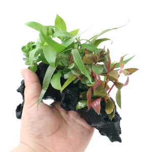 ij܂@ؕt@~bNX@STCYitji_ji1{ji15cmj