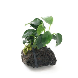 ijAkrAXii@v`@nΏitji1j