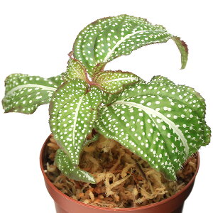 ieEj\lspDzCghbgi1|bgjm{^@kCEBq֗vۉ