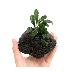 ijuZt@hspDO[EF[r[@nΕtitji1j@kCEBq֗vۉ