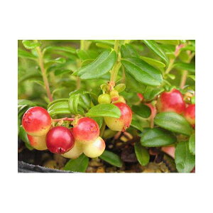 (山野草)盆栽 大実コケモモ(リンゴベリー・カウベリー) 2〜3.5号(1ポット) 家庭菜園