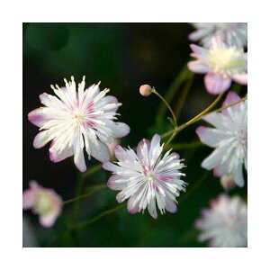 iR쑐jJ}c\Eijp~ԃJ}c@2D5i1|bgjixԁj