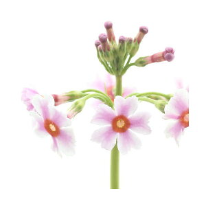 iR쑐jN\Ei֑jԐF܂@3i3|bgZbgjixԁj