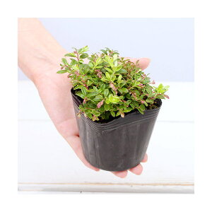 iR쑐j~́@RPiۓj@2D5`3i1|bgj@ƒ؉ixԁj