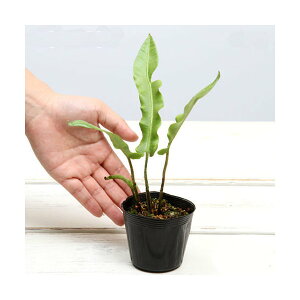 iR쑐jV_irjR^j^iJnj3i1|bgjΐN