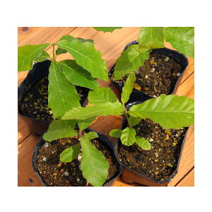 iR쑐j~́@ǂ񂮂̖؁@c@3i1|bgjixԁj