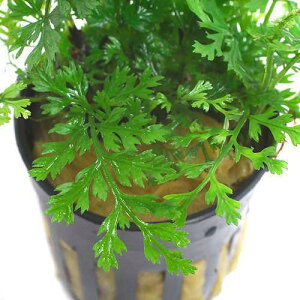 ieEj{reBXspDxr[[ti3|bgj@kCEBq֗vۉ