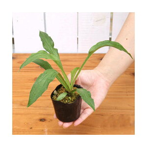 iR쑐jM{EVi[j@ԃ~YM{EViԐ[j@3i1|bgjixԁj