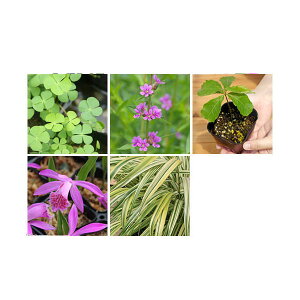 iR쑐j߂Ă̎R쑐@i킨܂iji5|bgjixԁj