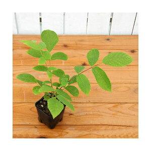 �i�R�쑐�j��ؕc�@�I�j�O���~�̕c�i�S�ӓ��j�@4���i1�|�b�g�j�i�x����ԁj