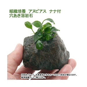 ijgD|{@AkrAXiit@n΁i_ji1j@kCEBq֗vۉ