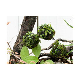 （盆栽）ミニ苔玉　吊るし玉　マメヅタ　（1個）