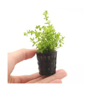 ij~j|bg@p[OXitji_ji3|bgj