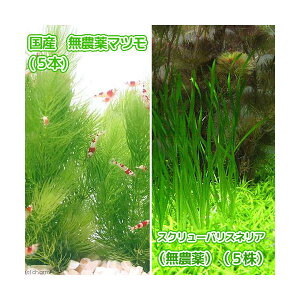 ijY@_}ci5{j{XN[oXlAi_ji5j