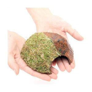 ijā@wA[OXV[g@RRibcVF^[itji_ji1j