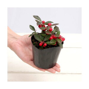 iR쑐j~́@S[eAiREW@`FbJ[x[j@3i1|bgj