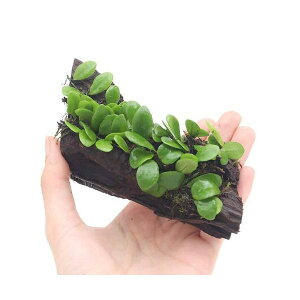 iϗtAje@}d^t؁@STCYi3{j