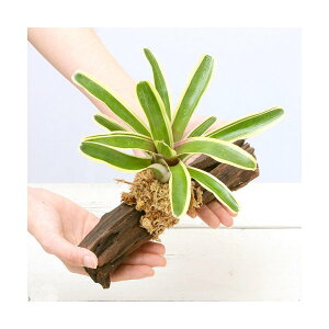 iϗtAjeE@lIQA@ؕt@i25cmji3{j@uA