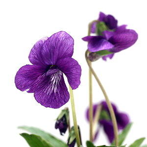 (山野草)スミレ(菫)コモロスミレ(小諸菫)2.5〜3号(3ポット)