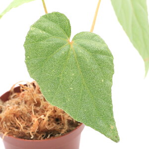 ieEjxSjAspDHa@Noii1|bgjxSjA@kCEBq֗vۉ