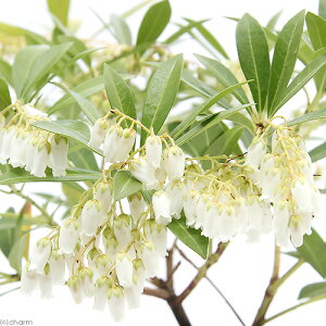 iR쑐jELEAZrin؁j@4i1|bgjixԁj