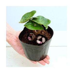 iR쑐jp_JAICiFLj@3i1|bgjixԁj