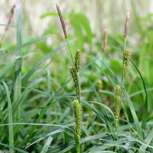 iR쑐j}A[XQiRȐj3i1|bgjixԁj