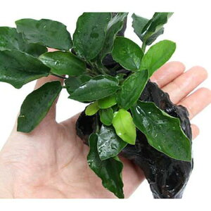 ijAkrAXii@O@EF[u[t@ؕt@STCYi1{ji15cmj