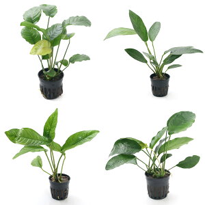 ij܂AkrAXi^`^j1i1|bgj