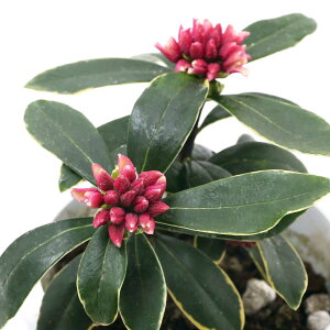 (山野草)盆栽 斑入り赤花ジンチョウゲ(斑入り赤花沈丁花) 3〜4号(1ポット)