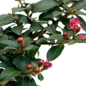 (山野草)盆栽 サルスベリ チカソー(桃花) 3〜4号(1ポット)