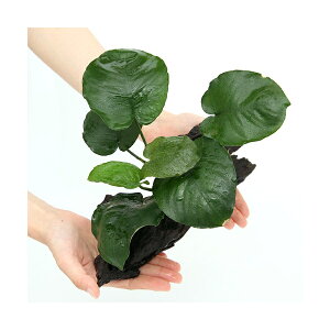 ijAkrAX@oe[@ؕt@LTCYi1{ji25cmj