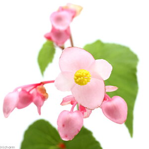 iR쑐jVEJChEiHCj@3i1|bgj@xSjAixԁj