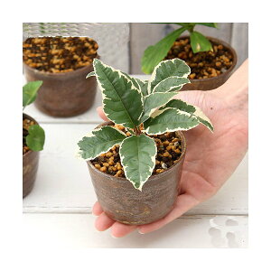 (山野草)盆栽 おまかせ山野草盆栽 穴有益子焼植木鉢(還元)(1鉢)