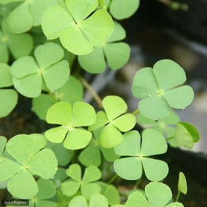 iR쑐jfW\Eicji1|bgjixԁj