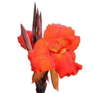 �i�r�I�g�[�v�j�����A���@�J���i�@�I�[�X�g�����A�@4���i1�|�b�g�j�i�x����ԁj