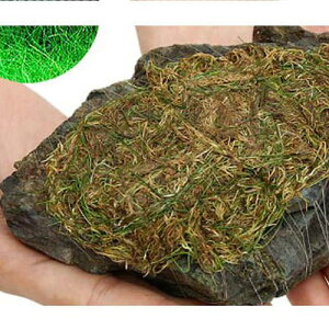 ijā@bNE[t@wA[OXV[g@R΁@STCYi8`12cmjitji_ji3j