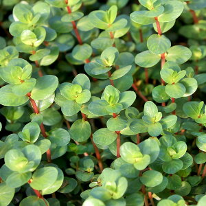 ij^@CfBJitji_ji100{j