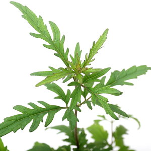 iR쑐jtWoJ}iсjLNotWoJ}ietсj@3i1|bgjixԁj