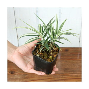 iR쑐j`SUTitj@3i1|bgjixԁj