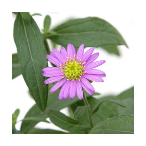 iR쑐jLNiejmRMNi썮ej[f@3i1|bgjixԁj