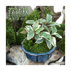 (山野草)苔盆栽 斑入りヤブコウジ おまかせ色小鉢(1鉢)