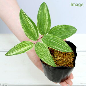 iR쑐jiRiqSj3`3D5i1|bgjixԁj