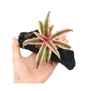 iϗtAjuȒProEI@ā@~jϗtt؁@SSTCYi10cmji1{j