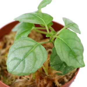 ieEjw~OtBX@v^X@Mindanaoi1|bgj@kCEBq֗vۉ