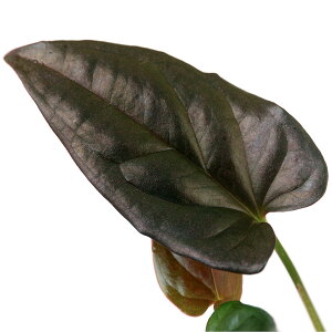 ieEjVSjEspDChoco@Colombiai1|bgj@kCEBq֗vۉ