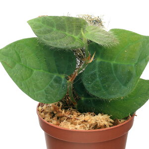 ieEjtBJXspDSelangori1|bgj@kCEBq֗vۉ